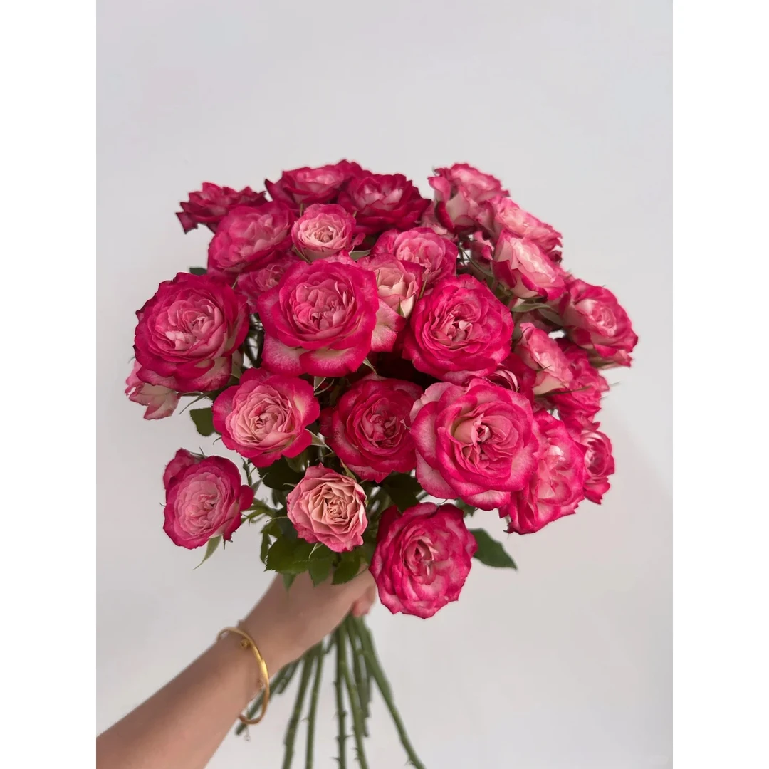 【狮子座】云南斗南基地现采现发品质狮子座多头玫瑰