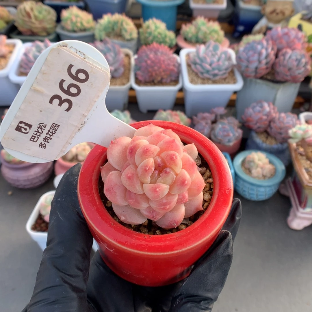 羊***咩366 冰魄多肉多肉