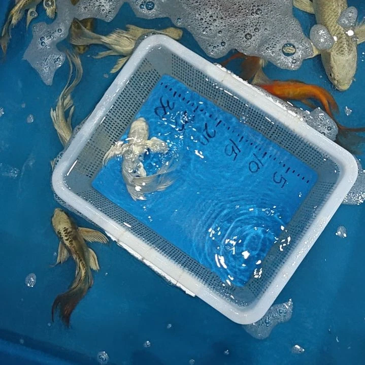 海水鱼蝴蝶鲤包邮到家