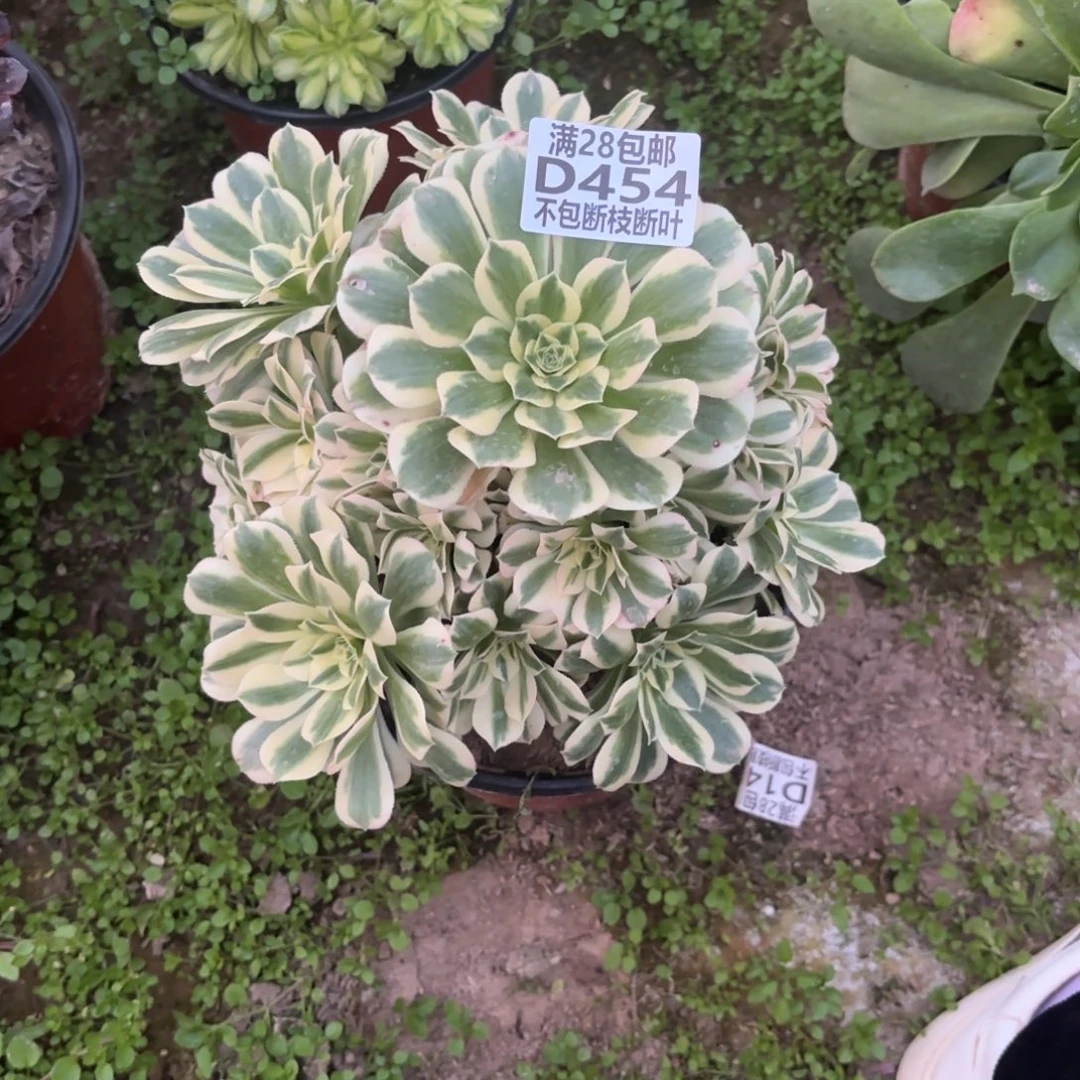 F. 454迈巴赫多肉112233