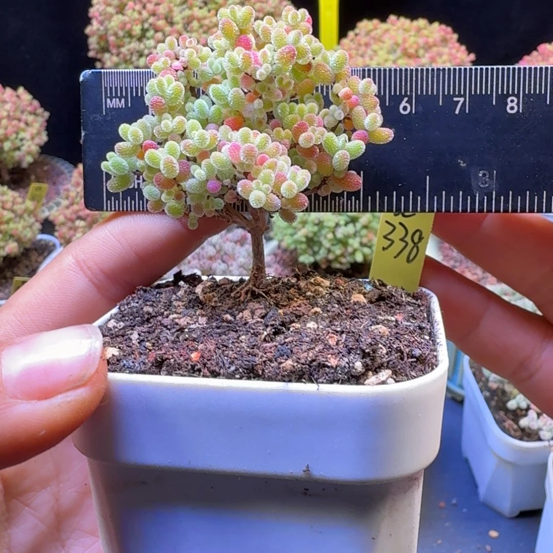 a338号橘子糖冠服5厘米左右