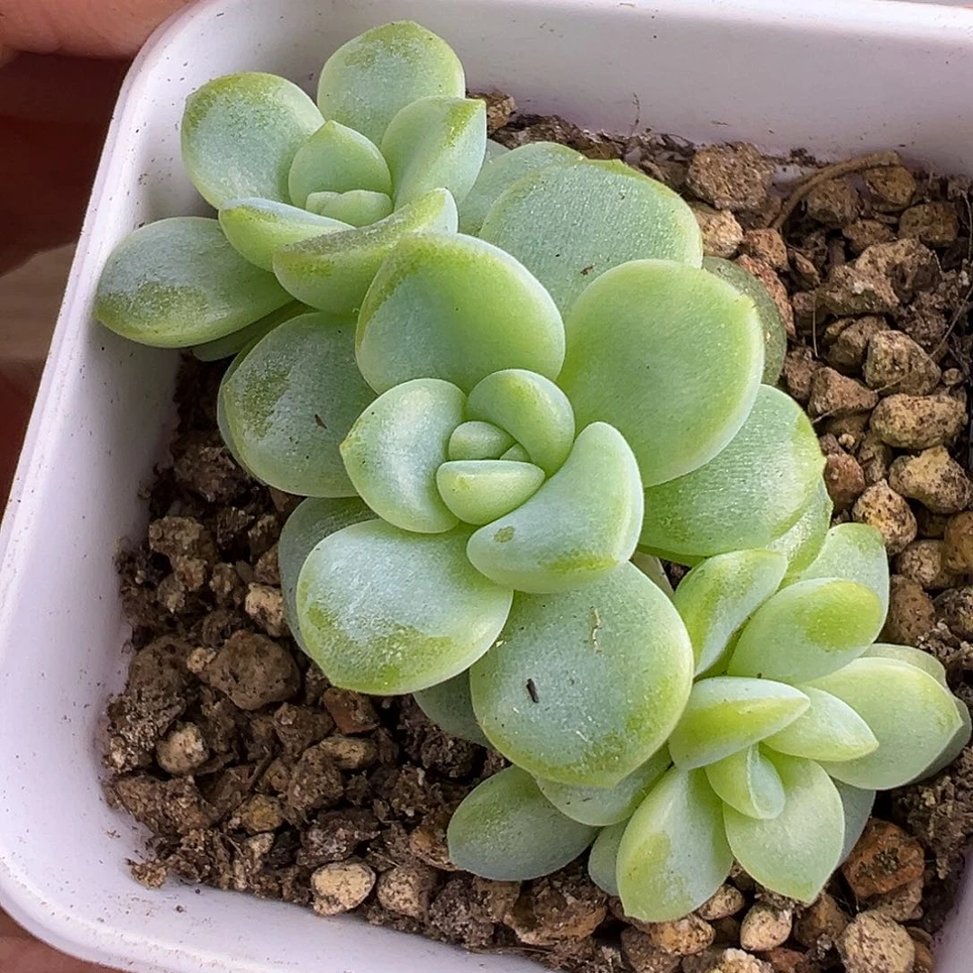 三头2909甜心。