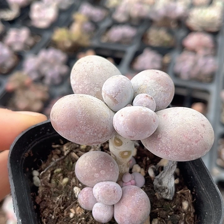 一物一拍蛋黄奶满18包邮