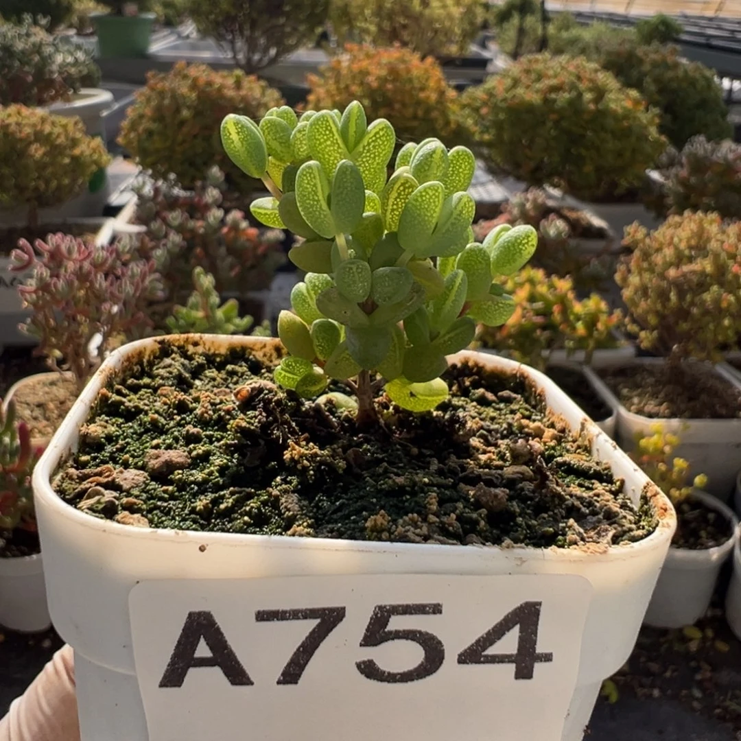 第***币A754元宝28元包邮