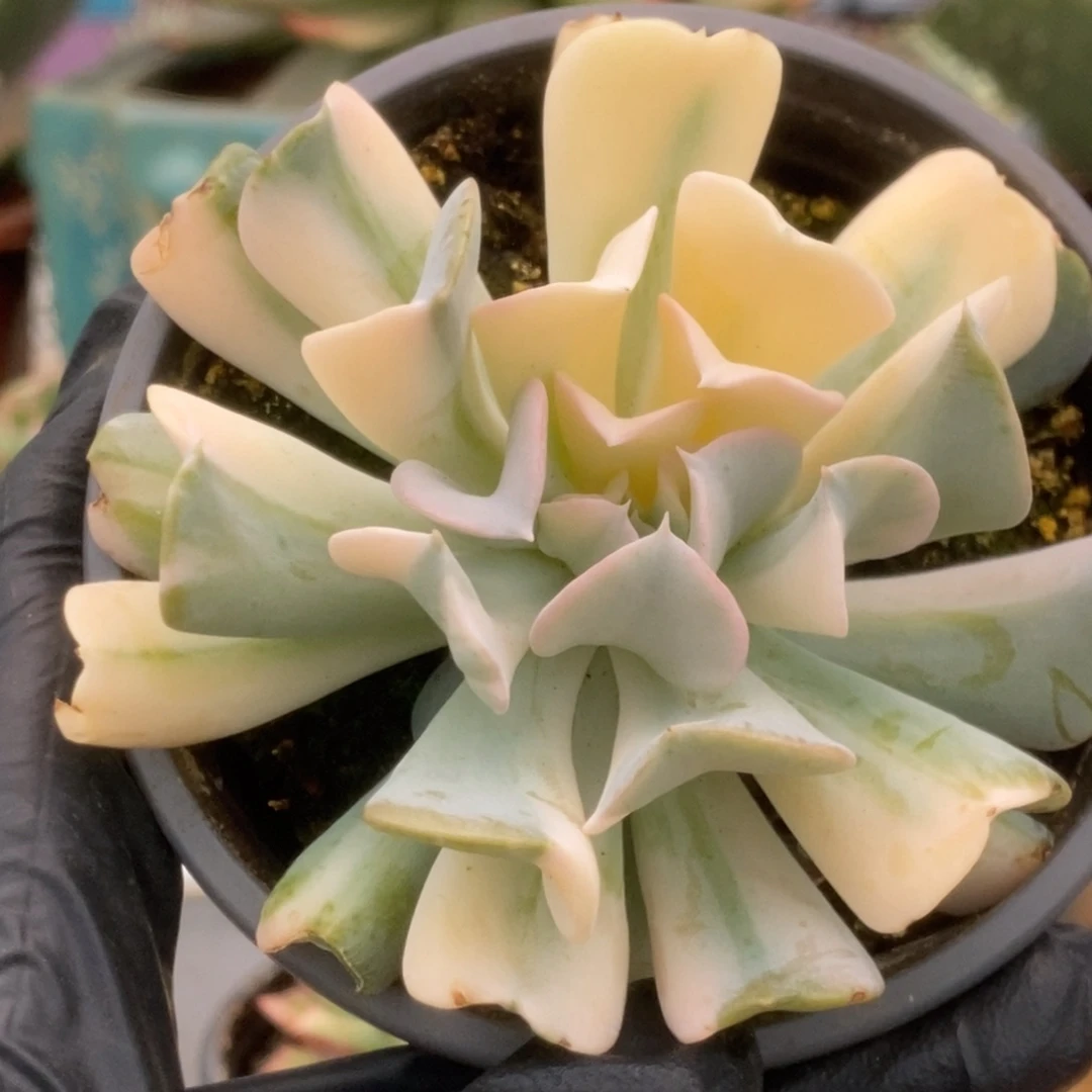 321特玉莲锦锦锦锦锦