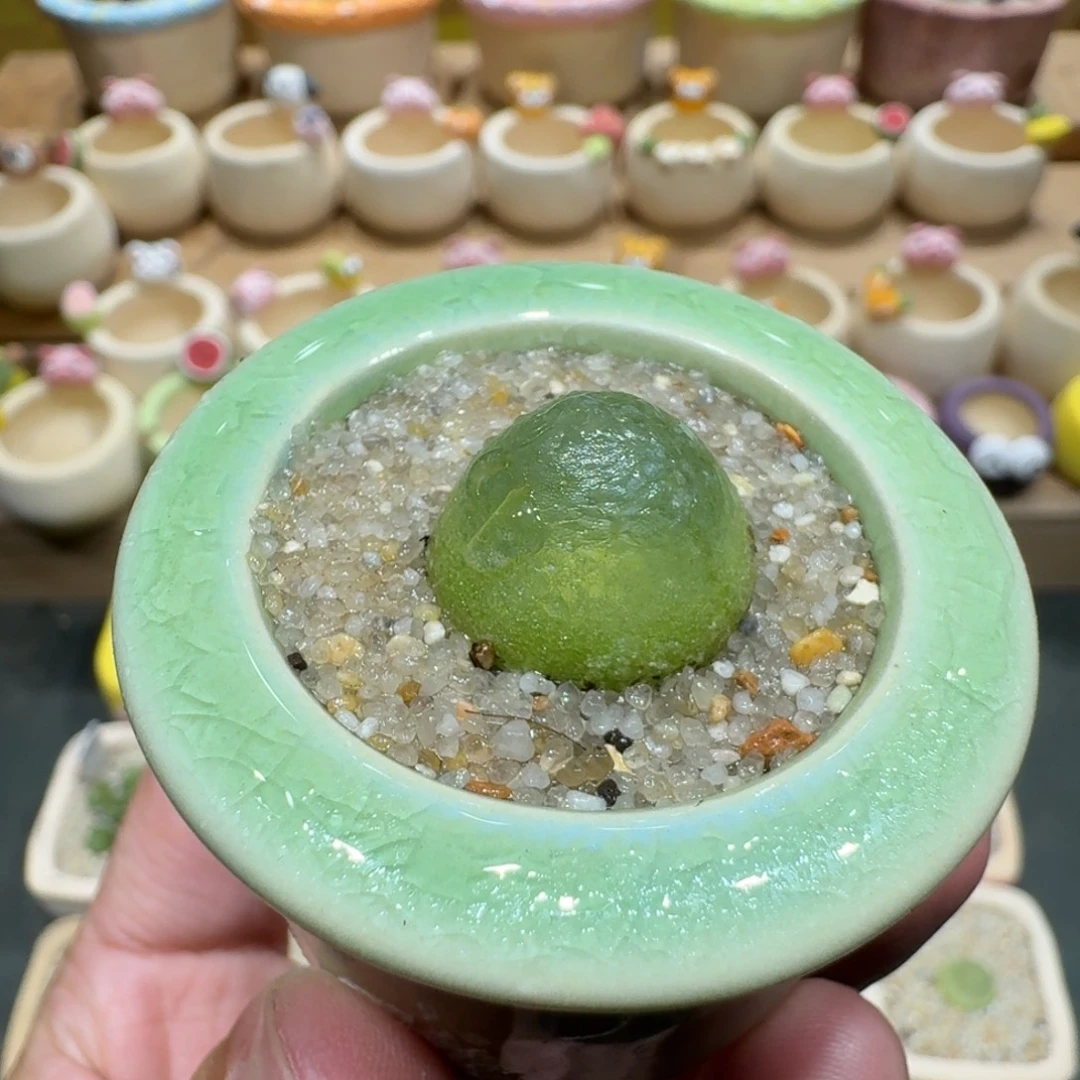 蘑菇1172灯泡多肉植物