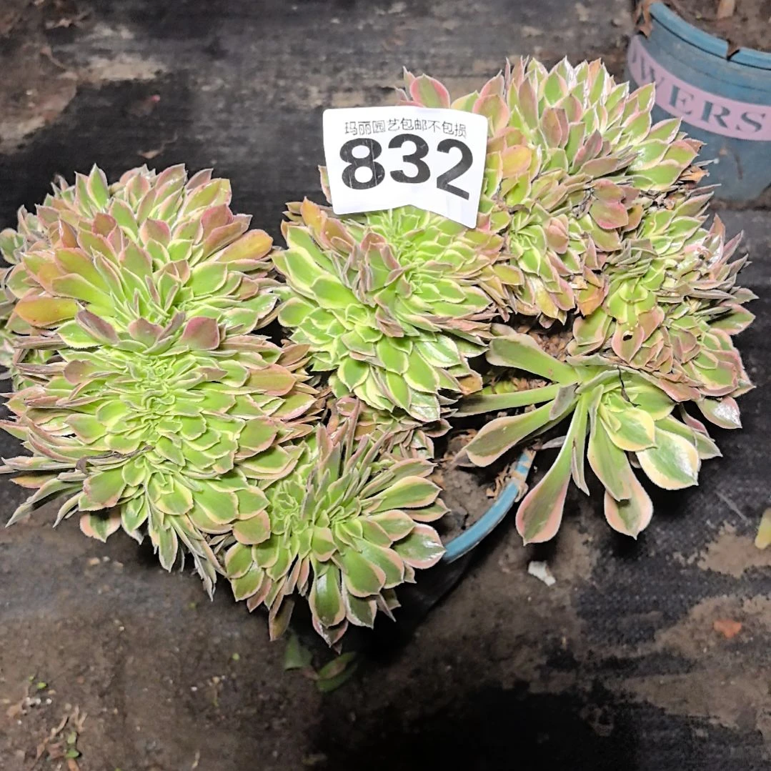 832女神缀花花2-11
