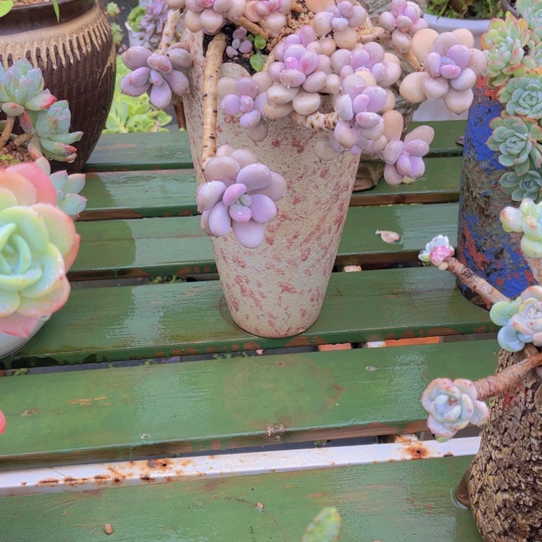 ?****李多肉植物保护研究所