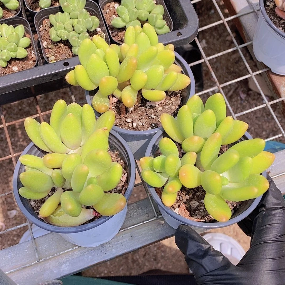 0607- 金蝉群福利一颗 量拍