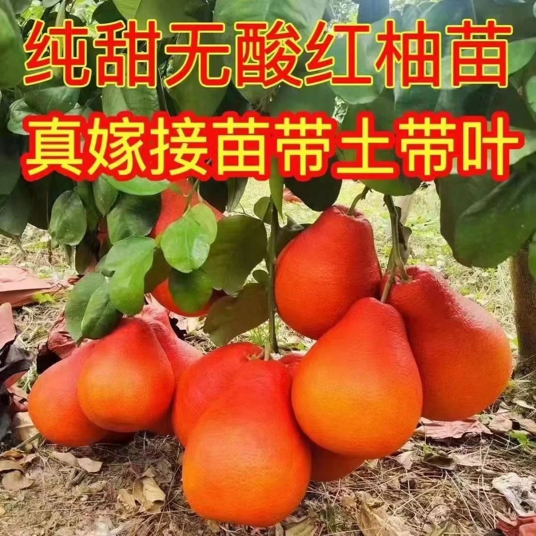嫁接柚子树苗泰国红柚子苗南北方种植水果树苗盆栽地栽当年结果