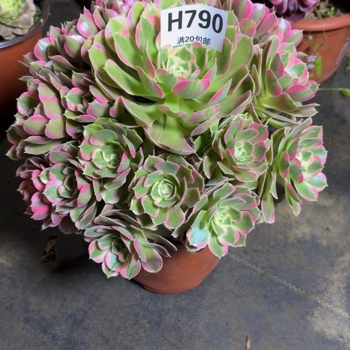 瑞妈，。。。。。790初恋