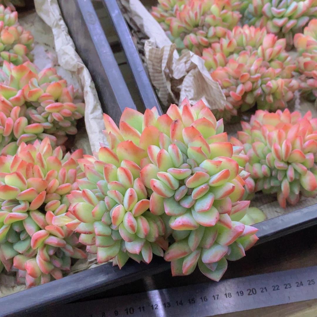 l***y精品多肉植物花卉盆栽花卉盆栽