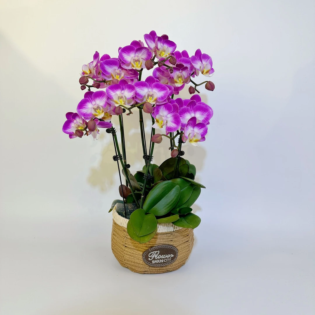 【雪山飞狐】蝴蝶兰花卉绿植美观趣味客厅家里简易办公室养护