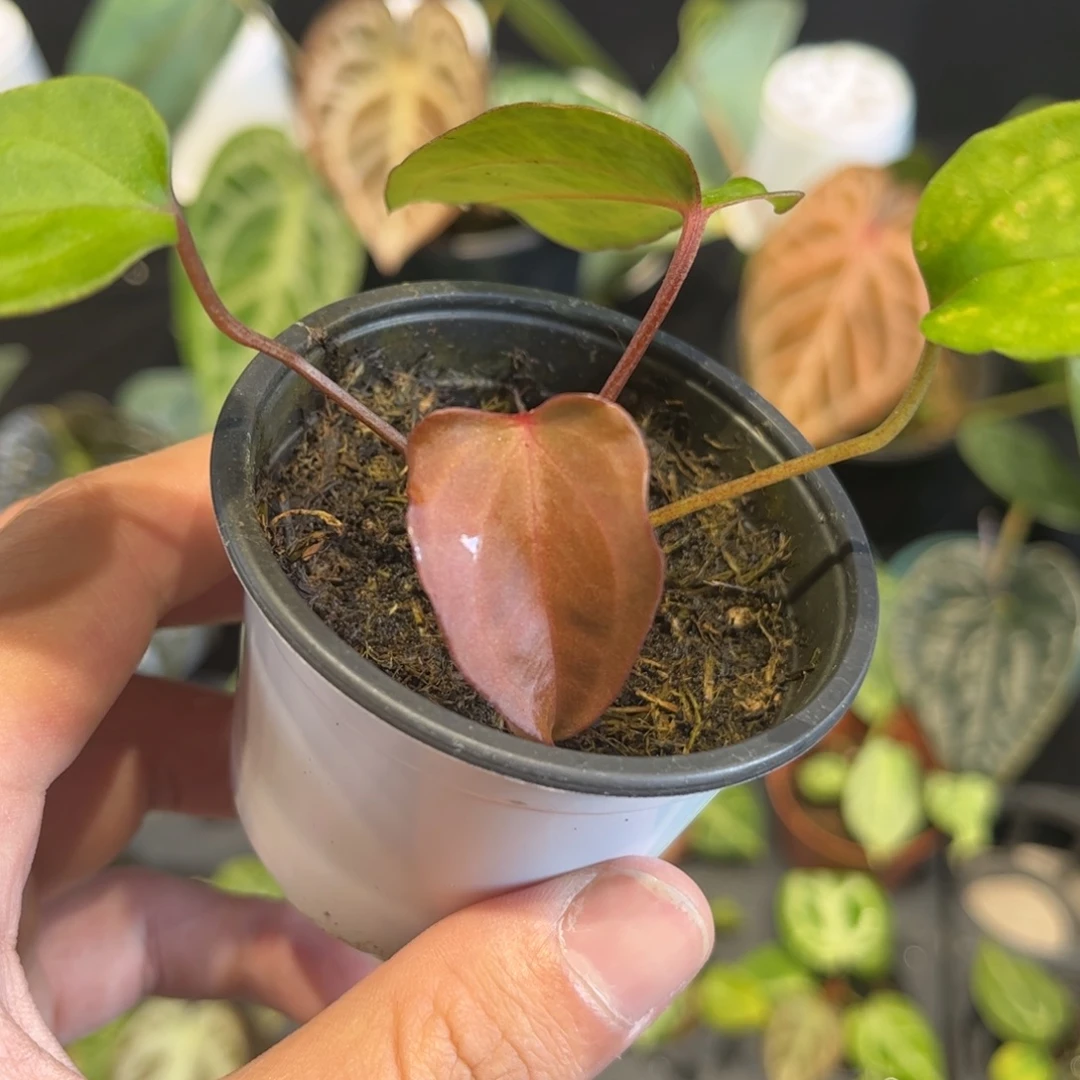 不开花植物南美戴斯杂波特