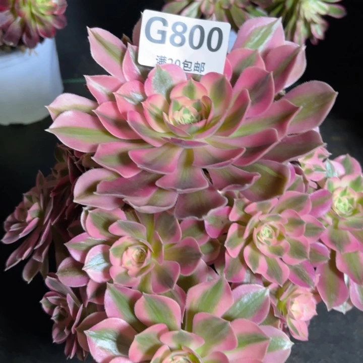 瑞妈多肉1.31.800