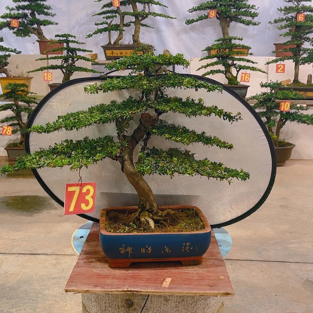 山***河无花朵老桩老盆罗汉松