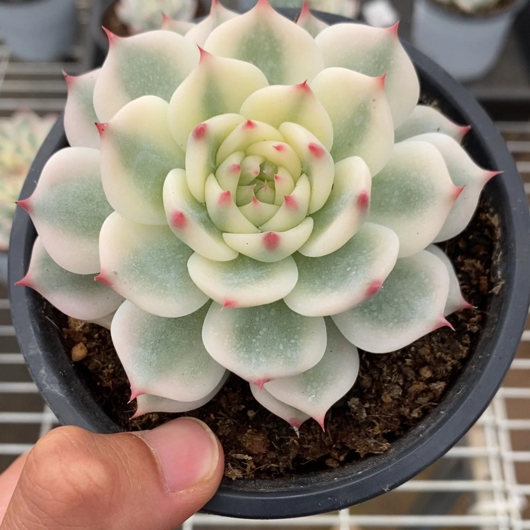 吉娃娃多肉植物9448