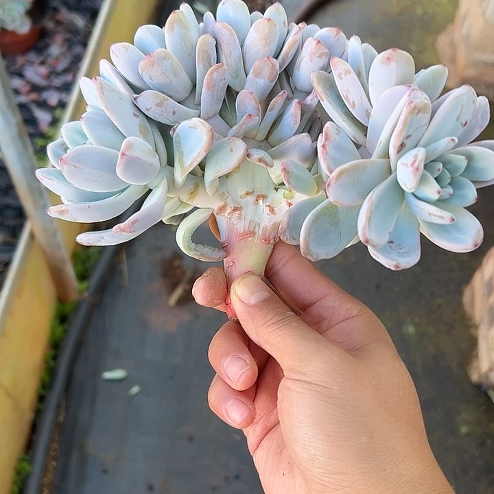 星星雪朵朵缀化多肉