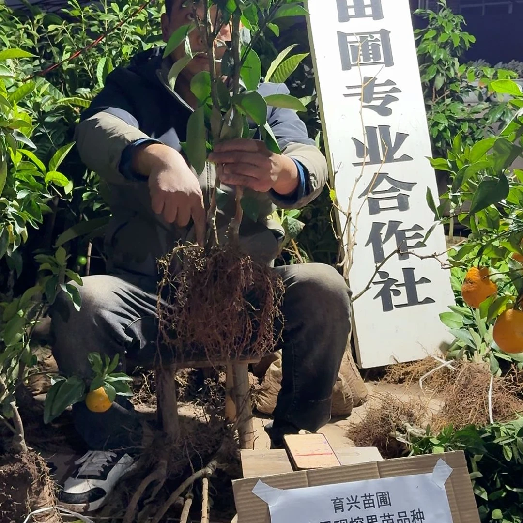 完全开放沃柑果树苗组合