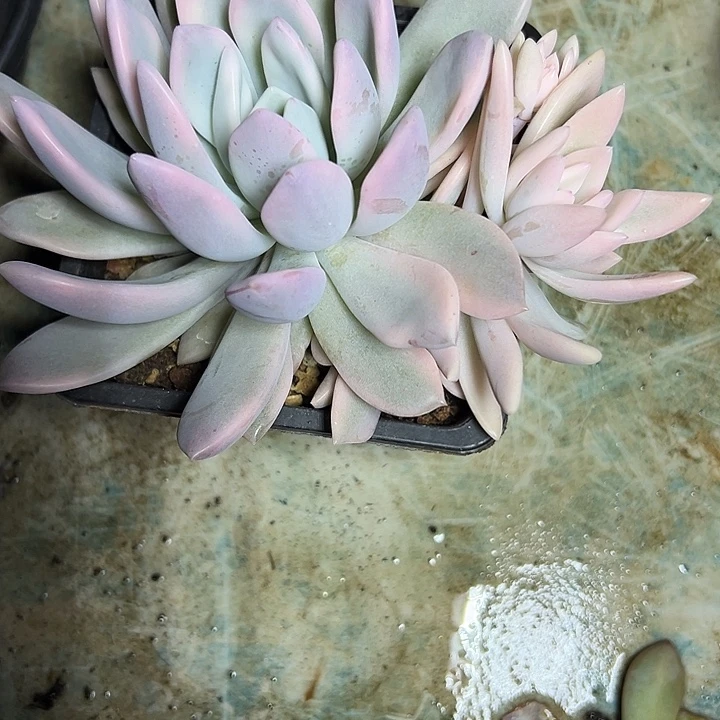 奥普琳娜群生锦多肉