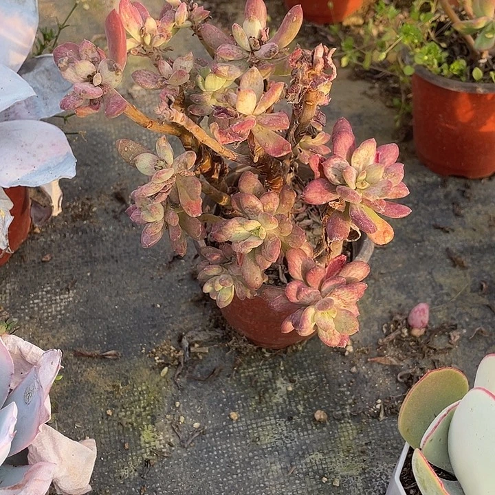 老桩群红堆莲石化锦满25包邮