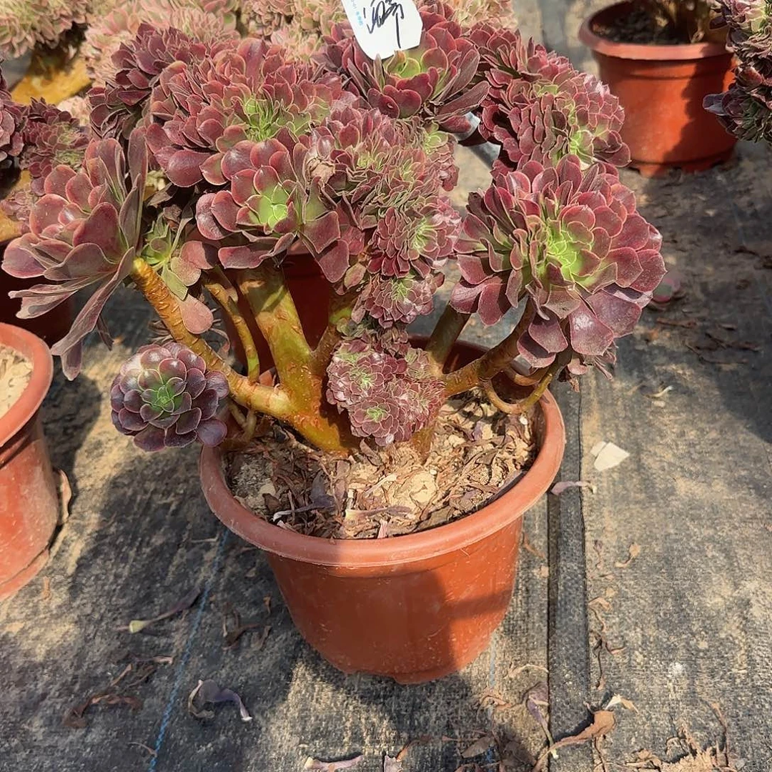 酒***爷欧嘉莉追她来咯哦哦哦