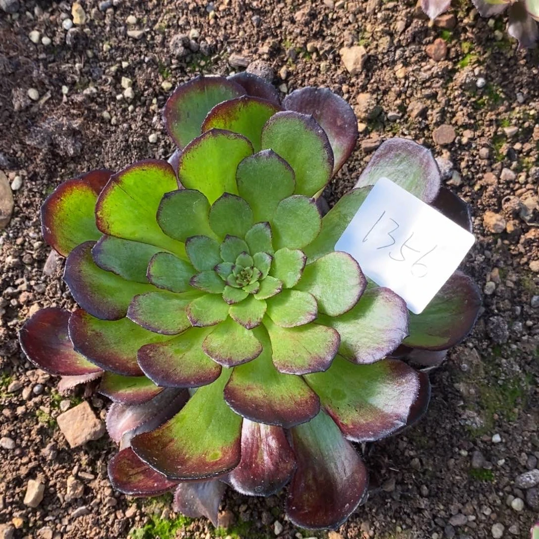 1356不认识多肉植物