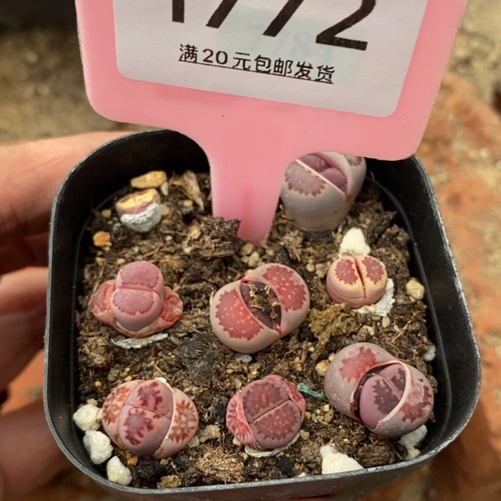 ~**～1772生石花小苗