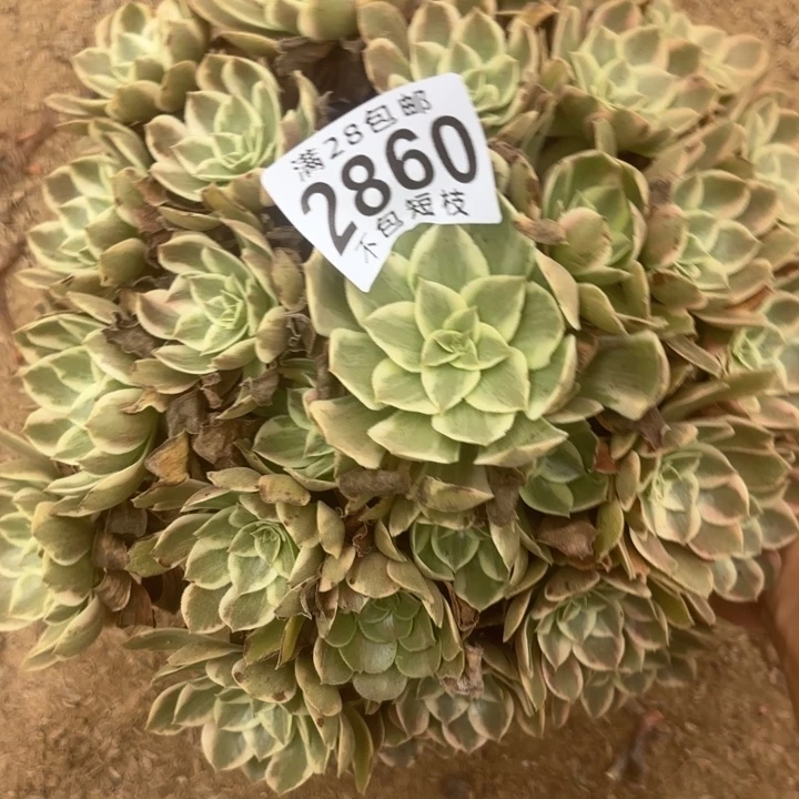 2860浣纱多肉植物