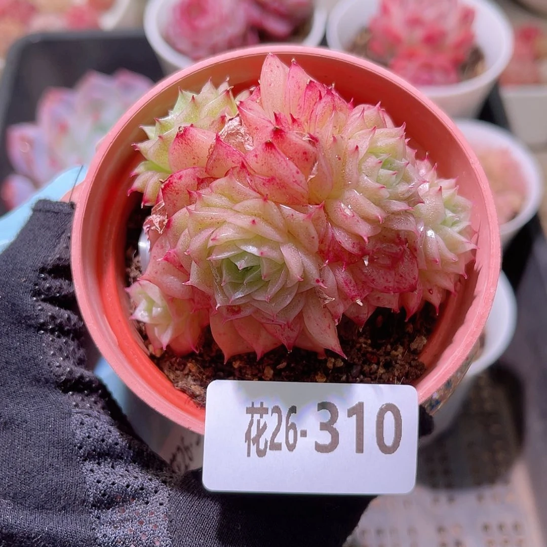 花利美26-310麦秆群