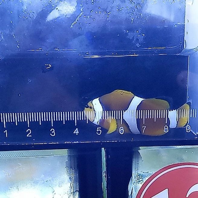 人工饲养5+公子小丑鱼活体海水观赏鱼适合水族混养