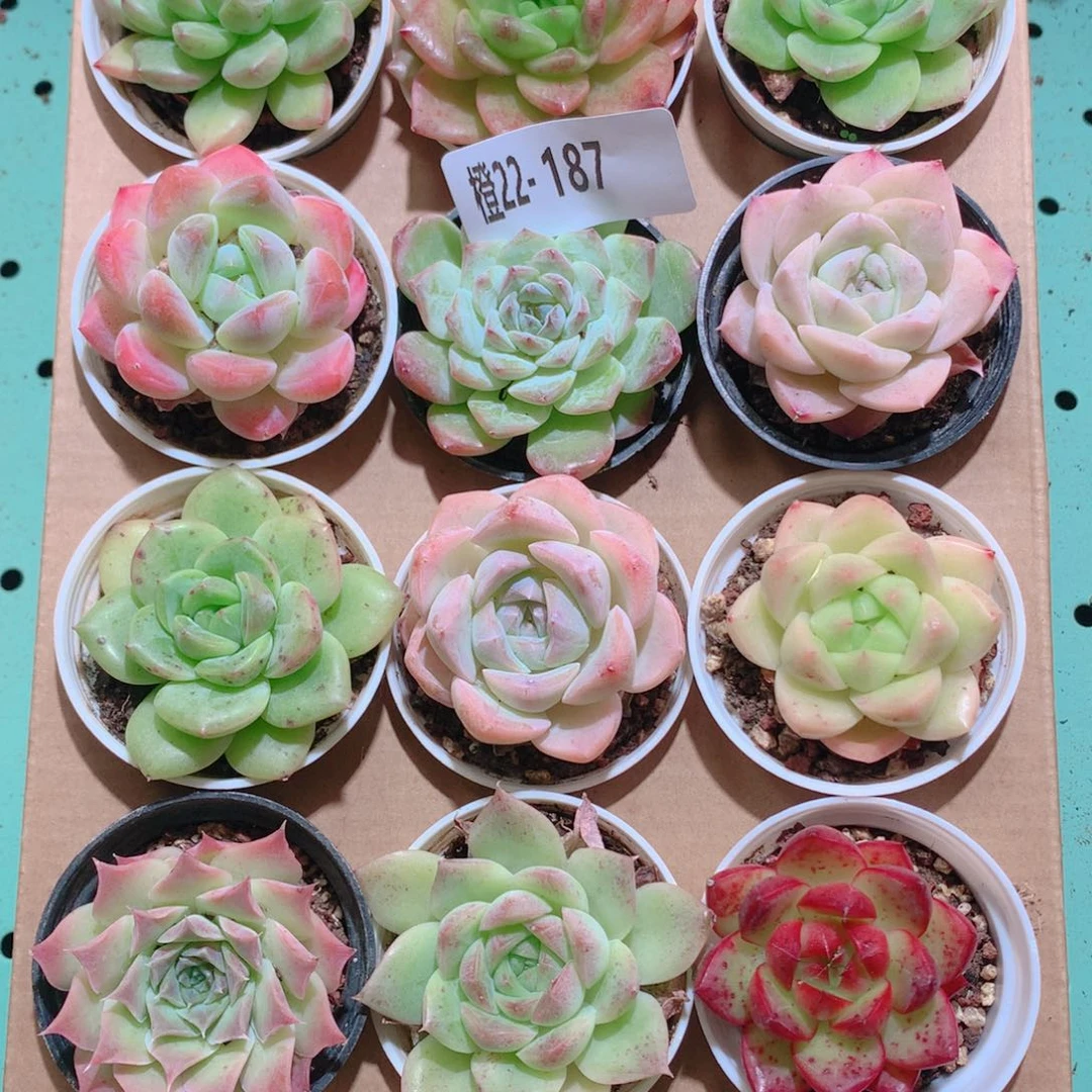 22-187一物一拍多肉带盆18颗
