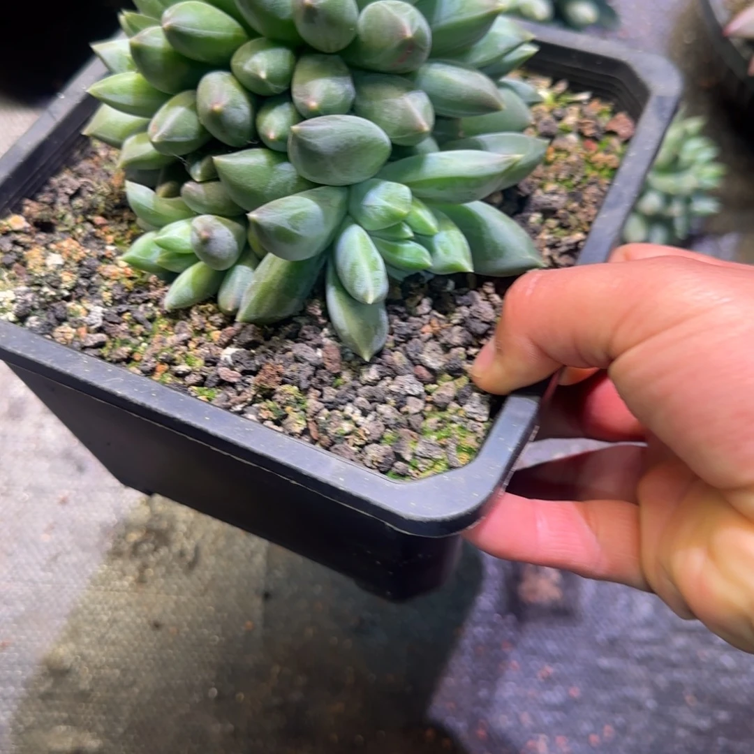 重楼椎骨多肉植物一物一拍