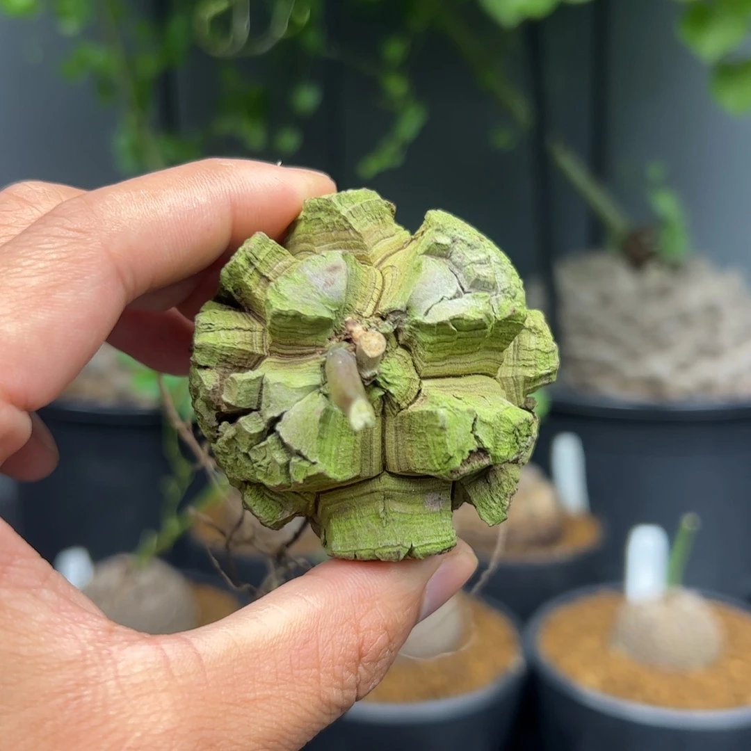 精品日系的龟甲龙1号