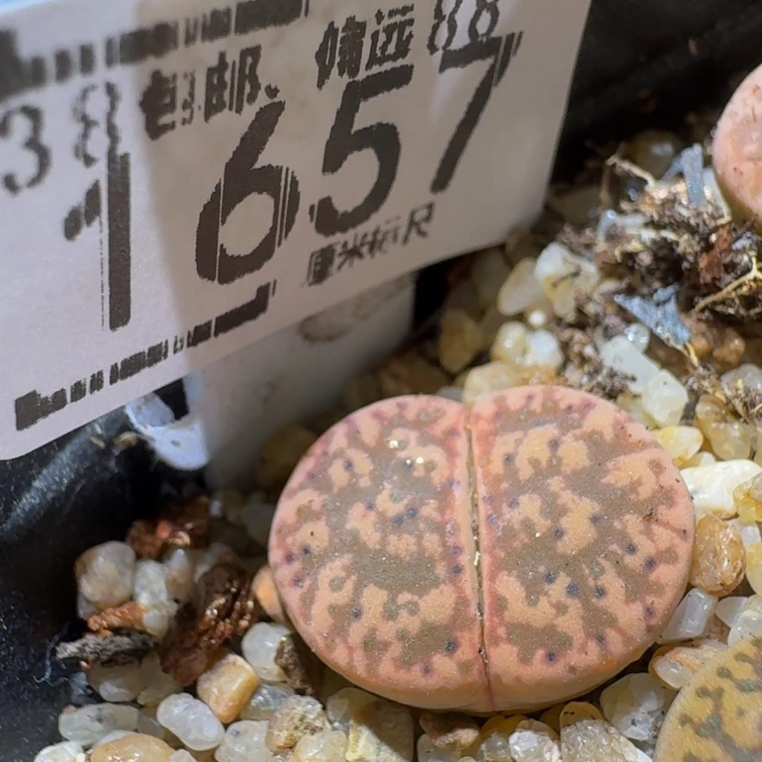 Ssss精品生石花1657