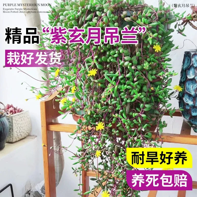 【满9.9包邮】紫玄月大盆9.9cm盆多肉植物以直播间介绍为主