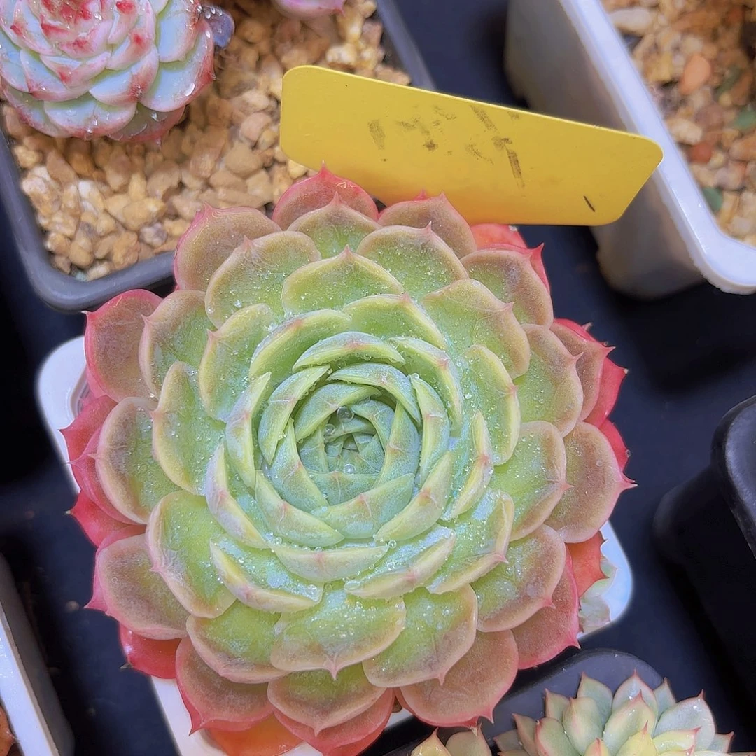 @***~云南金致家精品多肉