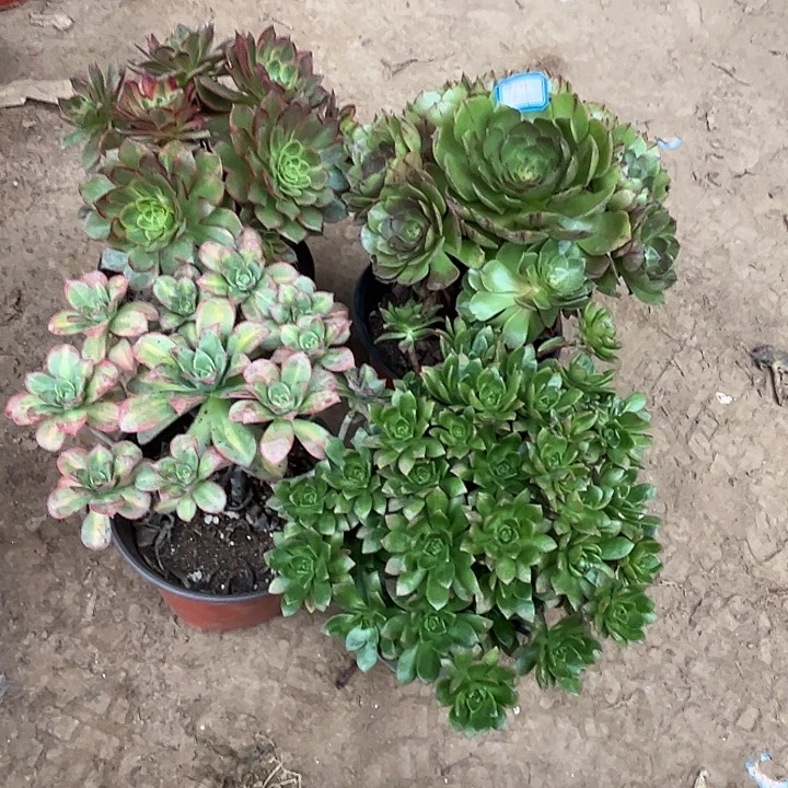 169多肉植物瑕疵特价，