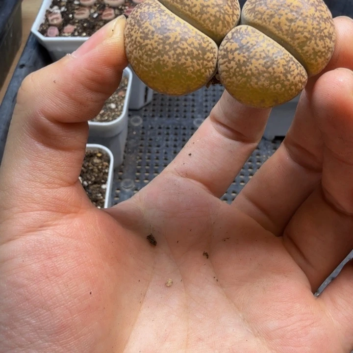 多肉植物的生长盼99