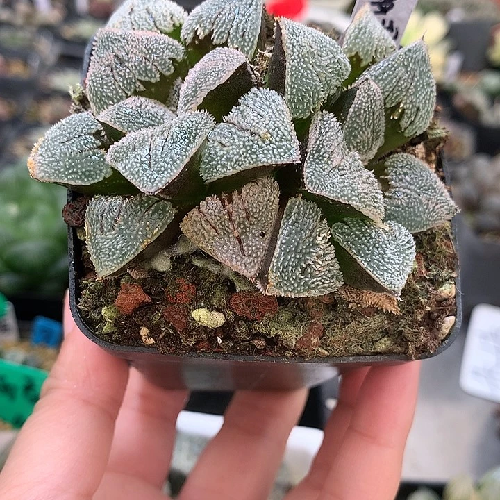 雪球磨面寿一物一拍