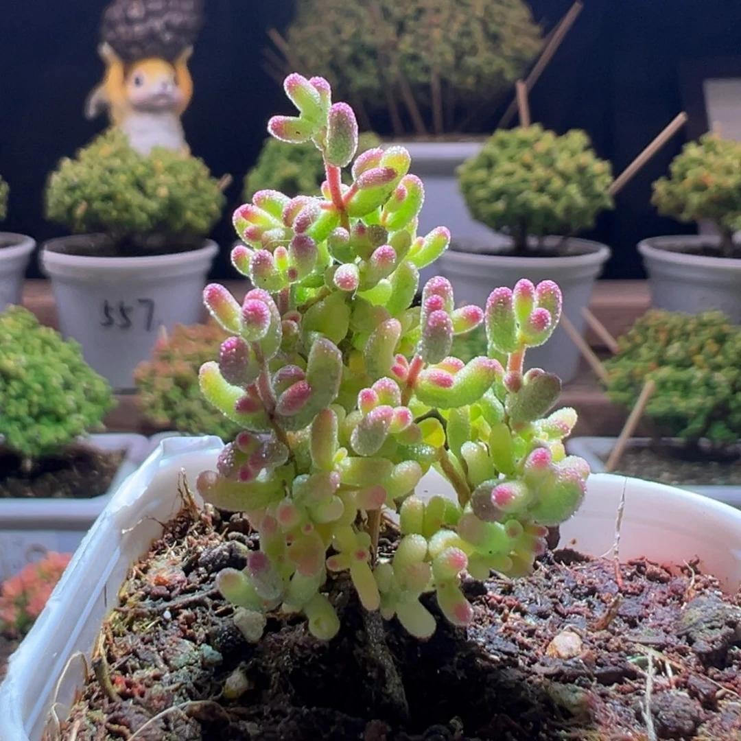 597米粒锦一物一拍包开箱