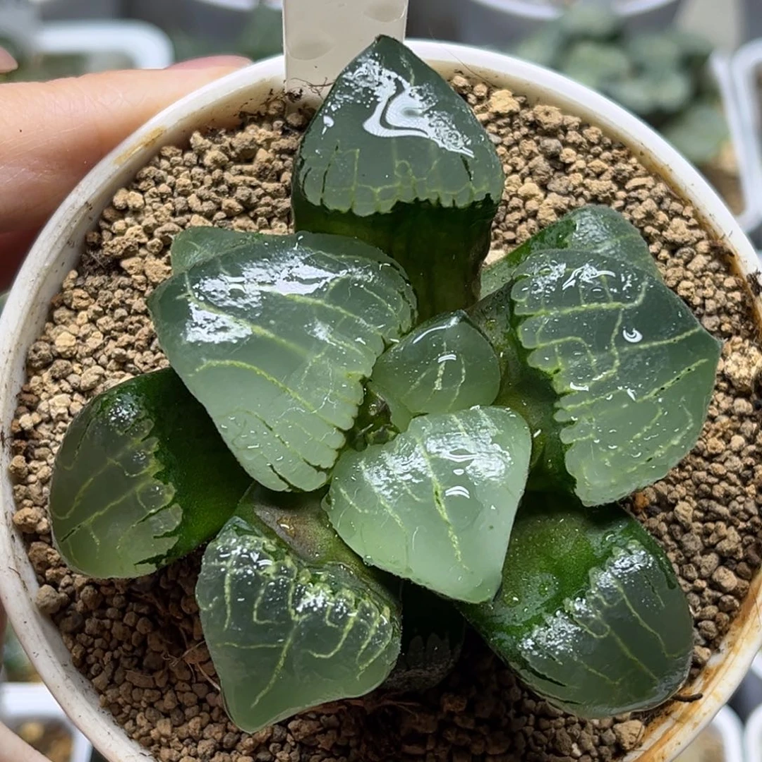 202新糯阿福利专场