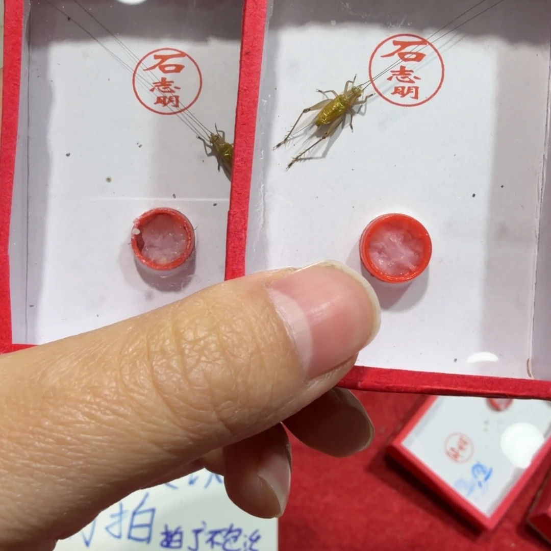 馋***️蟋蟀石老师两条包邮