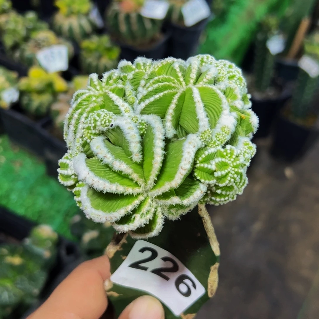 无花朵辛顿花笼群226