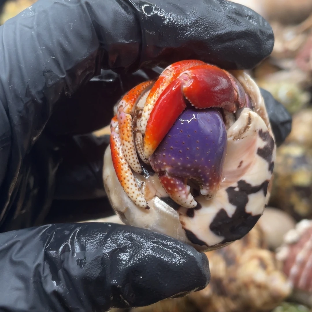 优惠价西伯2.3-2.4全品