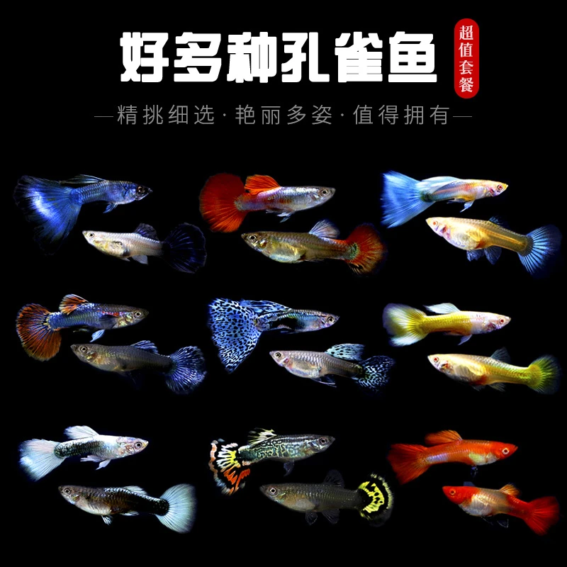 纯种精品孔雀鱼鸿运当头全红火烧云巴西红观赏鱼冰蓝草尾白金红尾