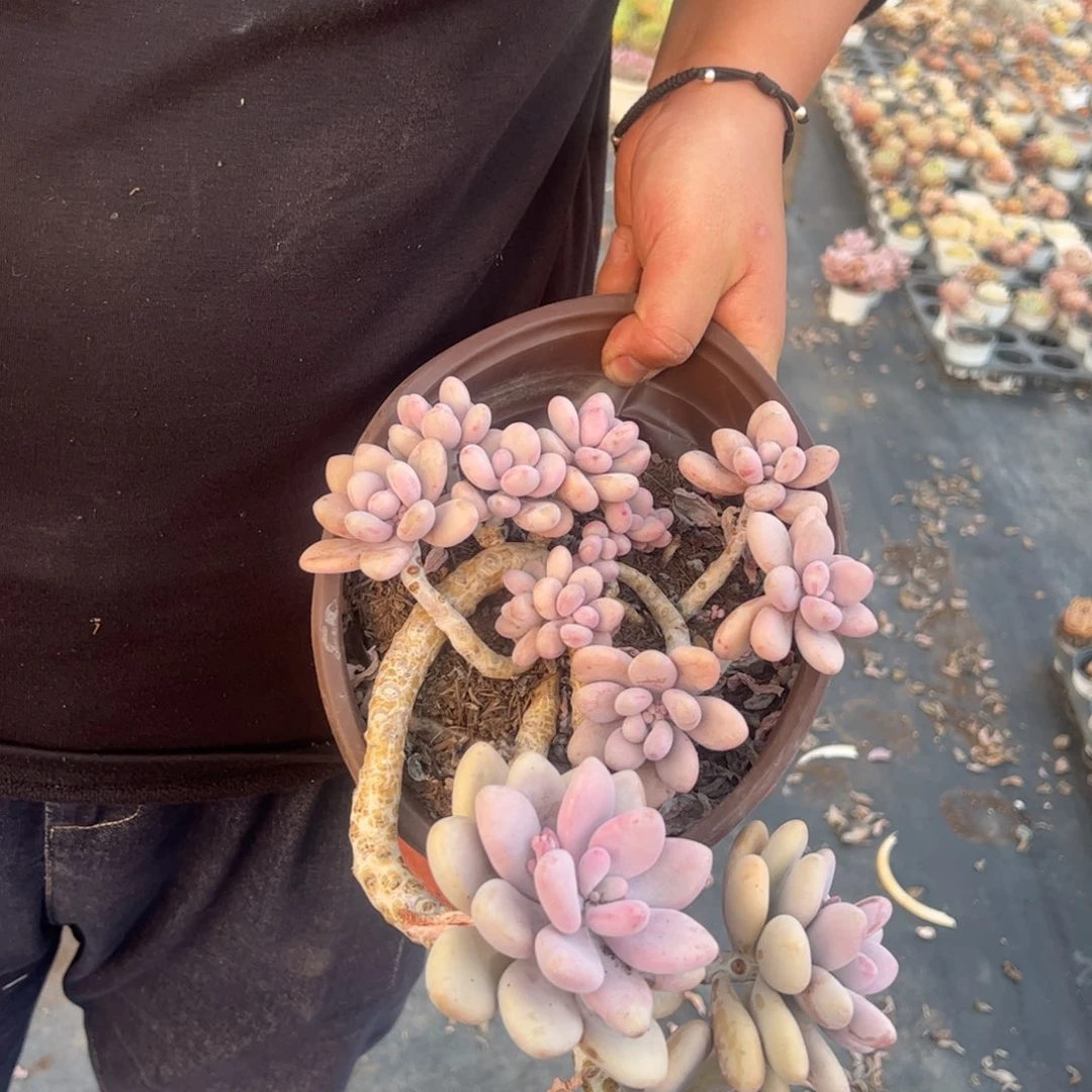 桃蛋大盆整桩无砍