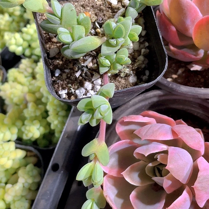 6.5方碧玉莲带哦土发