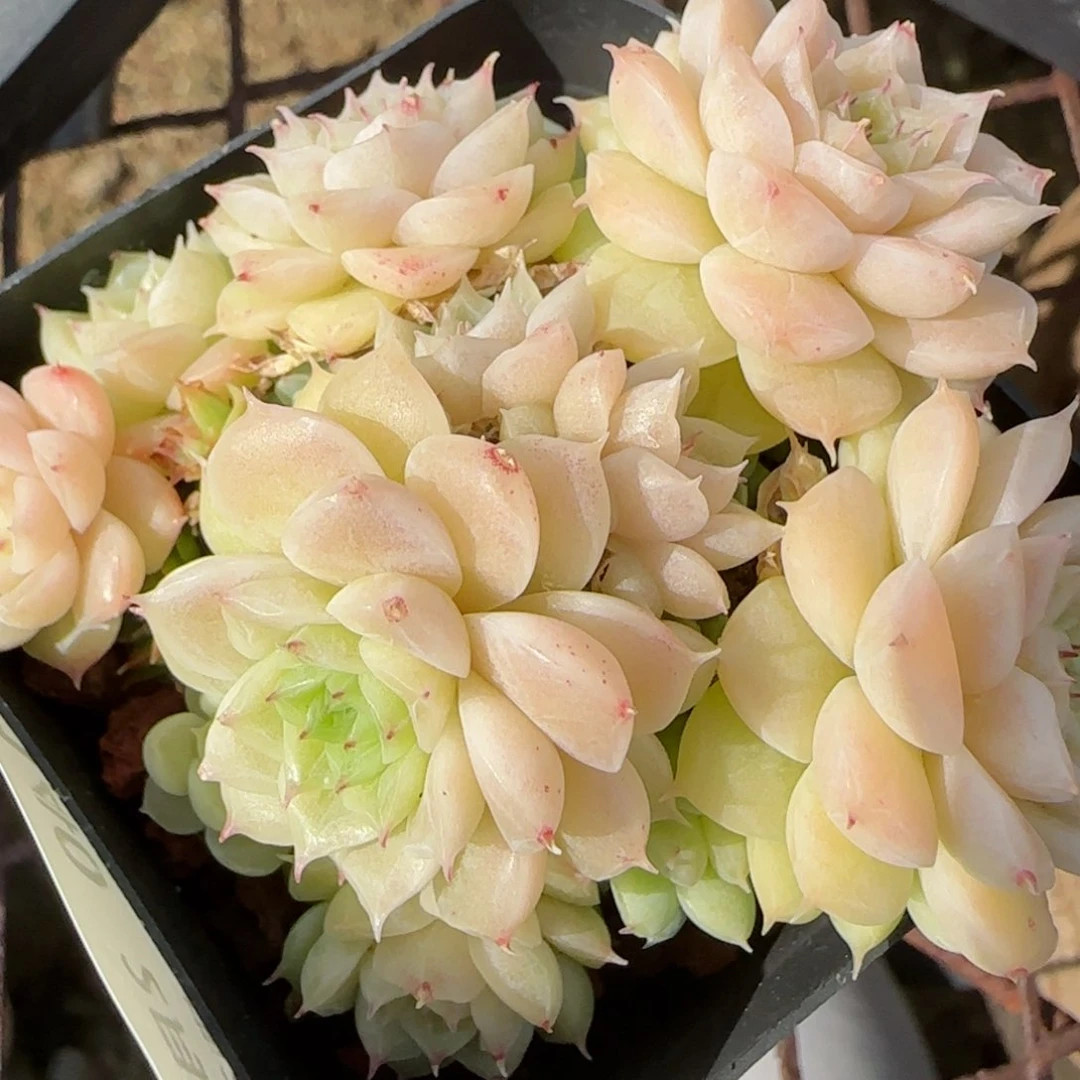 花语逸境0213-140散