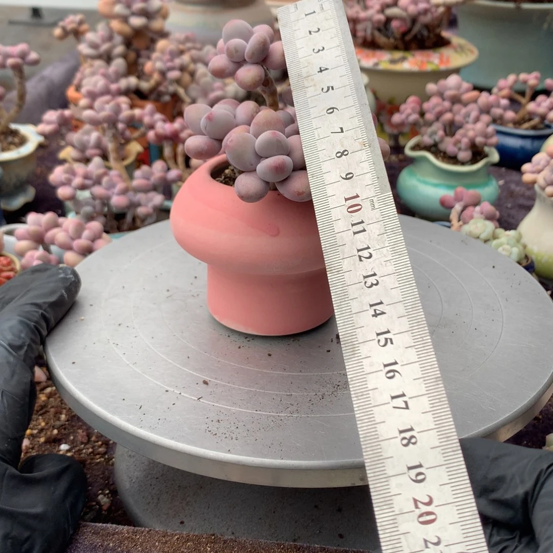 60感桃蛋带盆偏远地区不包邮的